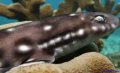 coral catshark, Atelomycterus marmoratus - Tubajon Bay, Dinagat Island, Philippines.