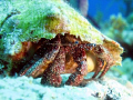 Ole Shy Blue Eyes [Hermit Crab]