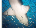 Under the Radar/ 
Followed this shark to get this great shot out of Hatteras, N.C. The shark glided overhead as I waited for the best angle. I used a 35mm Sealife camera with no zoom. Depth is about 85 feet over the Dixie Arrow wreck.