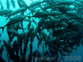 School of jacks in Balicasag, Bohol, Philippines