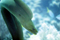 Moray swimming around looking for munchies