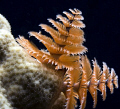 Christmas Tree Worm in white coral. Nikon D80, 60mm