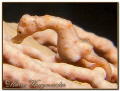 Another Pygmy Seahorse (Hippocampus denise) during a dive at Menjangan island, Bali. (Canon G9, Inon strobe D2000w, UCL165 macro lens)