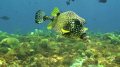 Spotted Trunk fish mid-water