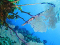 Trumpetfish hiding behind a sea fan.