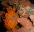 sweethearts - 2 frogfish (antennarius pictus). saw these guys in a night dive in the now famous Ducomi Jetty, Philippines.