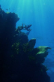 wall of reef off of Florida Keys.  No editing, just natural light.