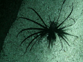 Black Lionfish inhabiting the space between two concrete mooring blocks, it didn't mind a crowd of divers trying to get snaps of it.