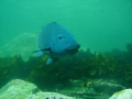 Sydney Blue Groper shot with Intova IC-600.