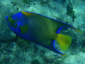 This is an angel fish, taken off the Florida Keys in about 20 ft. of water. All natural, no editing