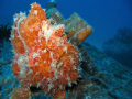 Frog fish, Similan islands, Thailand. Taken with Canon G9