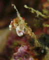 Pair of Pontowii pigmee seahorses +/- 0,8 cm in Raja Ampat, Indonesia, picture taken with Fuji S2 pro and 60 mm lense. 