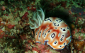 Chromodoris leopardus on the Perhentian Islands. 