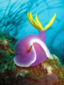 Hypselodoris apolegma. This photograph was taken in 2007 while exploring the Olympia Maru shipwreck in Coron Bay, Palawan, Philippines.