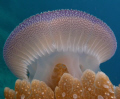 Jelly Dome - inspiration for the next olympic stadium?