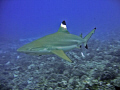 Black tip reef shark