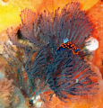 An absolutely tiny Nudibranch (max. 4 or 5 mm) in Komodo National Park. Anyone know what species?