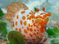 This charming little Red-Papulose Gymnodoris (Gymnodoris rubropapillosa) is one of the predator nudibranchs that hunts down and eats other nudibranchs. ..¸><((((º>·.¸.·´¯`·...¸><((((º>·..Canon G9 & Inon UCL-165 macro lens