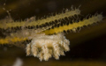 Tiny nudibranch  -- Isles of Scilly  