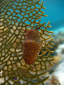 This is a flamingo tongue shot in Turks and Caicos while snorkling, not easy to focus.....