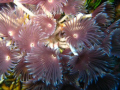 worms, in sandborne channel , TCI,
flowers of the seas...