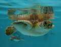 4 month old baby Green Sea Turtle