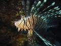 Lionfish looking into the camera, Sony P5