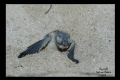 Hatchling Turtles on our beach.
Little Cayman