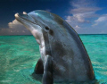 Dolphin in the Bahamas