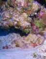 Spot the Scorpion Fish! This chap was sitting on the bottom at 55ft blended in perfectly with the coral. He's about 1 ft. long I guess. Sealife DC600 w/strobe Grand Cayman as all my images are.