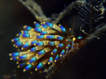 1 of my fav nudi, but this is my 1st time meet with it. Photo taken @ Perhentian Island, Malaysia. With Canon G9, Inon single strobe and macro lens.