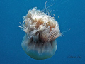 Gracefull Large bopping jelly fish. A640 with strobe Z240
