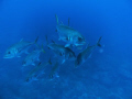 School of yellow fin jacks.