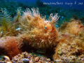 Hairy Relationship - found this couple hanging out in their habitat in one of Anilao's famous muck dive sites, they were inseparable.