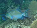 Queen Triggerfish North Shore Provodenciales.  Been tryng forever to get a good shot of a Queen Triggerfish with the green and purple fan coral in the background.  I finally succeeded