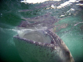  Big Gulp !!!   Whale shark off the Yucatan coast in August 08.