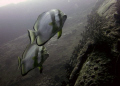 Batfish off the Starboard side of the Thistlegorm.