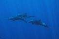 pantropical spotted dolphins cruising the open ocean...make a stop to check me out