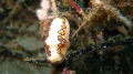 Flamingo Tongue Snail @ Crash Boat