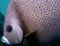 Grey Angelfish from the Bahamas.