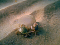Two crabs eating the jelyfish. It seems taht they are trying to dance with her. 