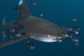 Oceanic shark with pilot fish D100 12-24mm