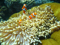 Clown Fish family that I came across on the Great Barrier Reef.