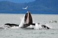 Bubblenet feeding in South East Alaska - Humpback whales
