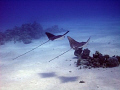 Couple of Eagle rays