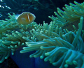 This Anemone and the pinks who live there are always good for some great shots.