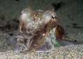 Cuttlefish. Lamorna cove. Cornwall. D200, 60mm.