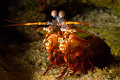 Get out of my cave!!  Mantis shrimp defends it's cave from prying eyes.