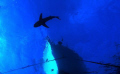 Oceanic Shark circles Boat... D100 12-24mm