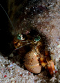 Red Sea anemone hermit crab - Night Dive at Shab el Nuhas